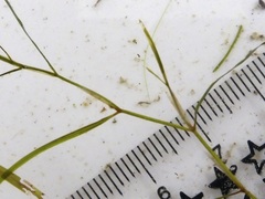 Potamogeton foliosus