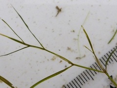 Potamogeton foliosus