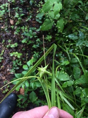 Carex grayi