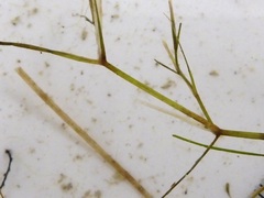 Potamogeton foliosus