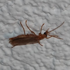 Nacerdes carniolica