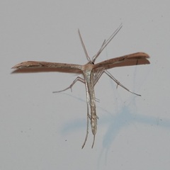 Emmelina monodactyla