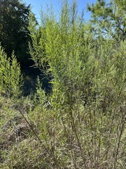Baccharis neglecta