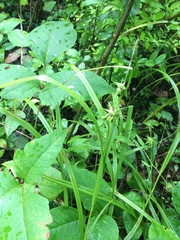 Carex grayi