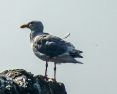 Larus glaucescens