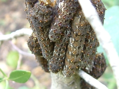 Heraclides anchisiades