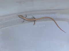 Elgaria multicarinata webbii