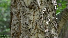 Quercus variabilis