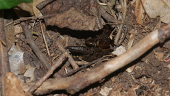Lacunicambarus diogenes