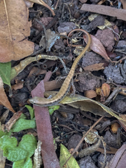 Elgaria multicarinata webbii