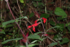 Salvia fulgens