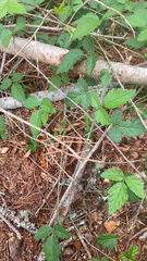 Rubus ursinus