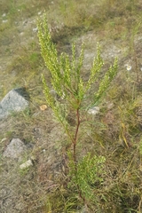 Artemisia commutata
