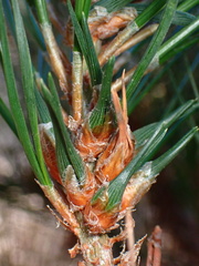 Thecodiplosis piniradiatae