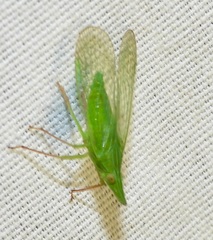 Rhynchomitra microrhina