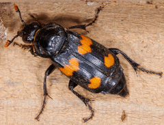 Nicrophorus orbicollis