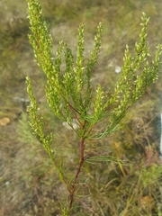 Artemisia commutata
