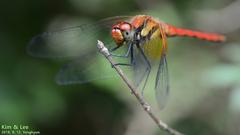 Sympetrum speciosum