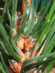 Thecodiplosis piniradiatae