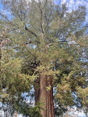 Sequoia