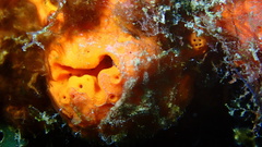Hyattella cavernosa
