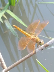 Brachythemis contaminata