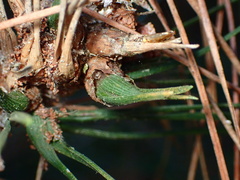 Thecodiplosis piniradiatae