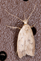 Machimia tentoriferella