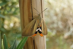 Paysandisia archon