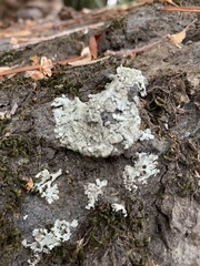 Xanthoparmelia cumberlandia