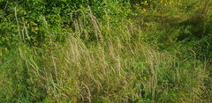 Elymus sibiricus
