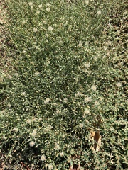 Erigeron divaricatus