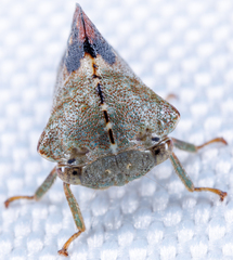 Telamona decorata