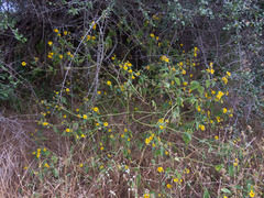 Melanthera latifolia