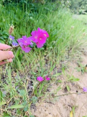 Sidalcea