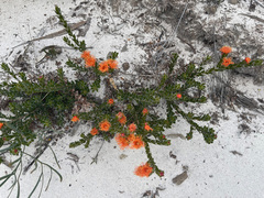 Melaleuca beaufortioides