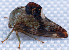 Telamona decorata