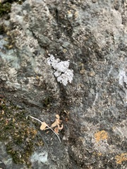 Phaeophyscia hirsuta