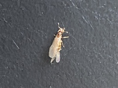 Brachymyrmex depilis