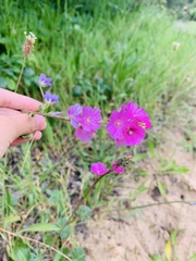 Sidalcea