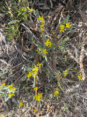 Hibbertia subvaginata