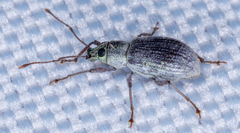 Cyrtepistomus castaneus