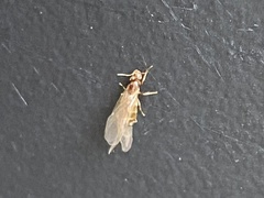 Brachymyrmex depilis