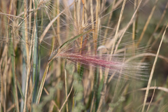 Hordeum jubatum