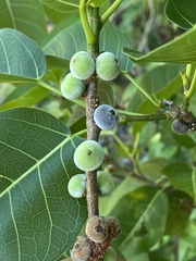 Ficus virens