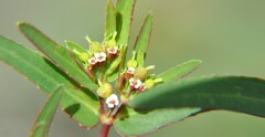 Euphorbia