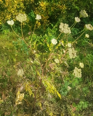 Conioselinum tataricum