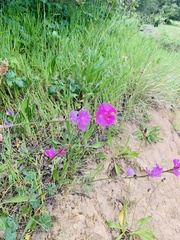 Sidalcea