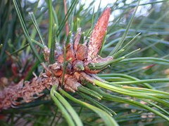 Thecodiplosis piniradiatae