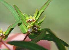 Euphorbia